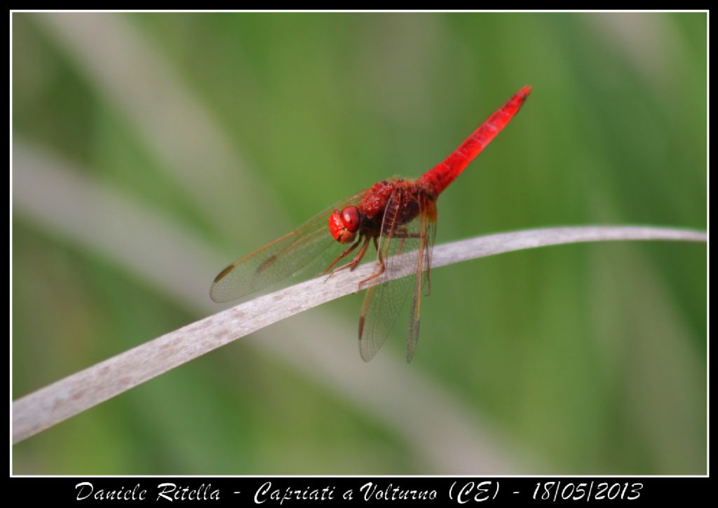 Ident. libellula 3 - Capriati a Volturno (CE)